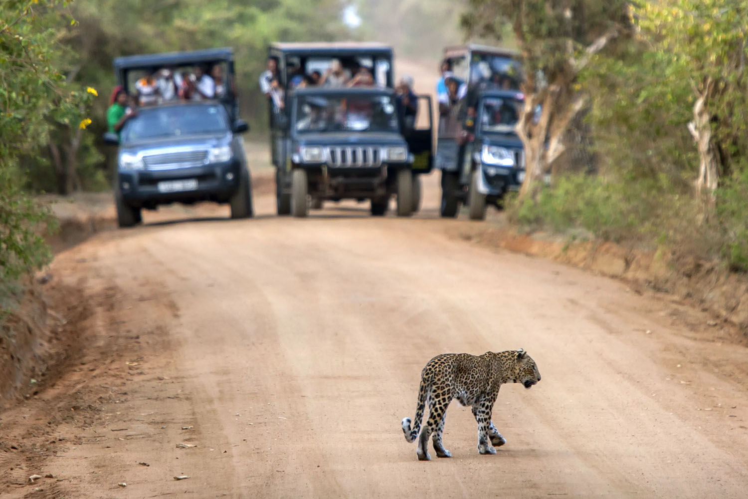 yala safari